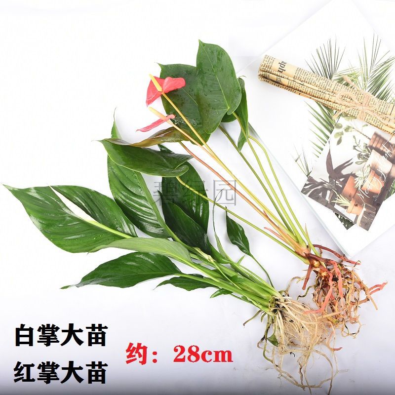 a964c12b-10fe-4a4e-8777-efdda43a8ef7.jpeg