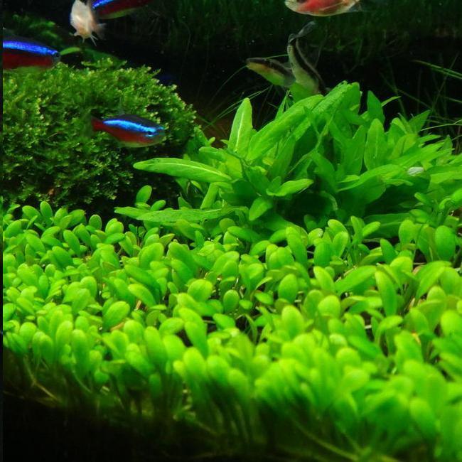 Muddy water ceramsite sand water grass planting soil water grass mud fish tank Landscaping Decoration bottom sand aquarium grass tank bottom sand