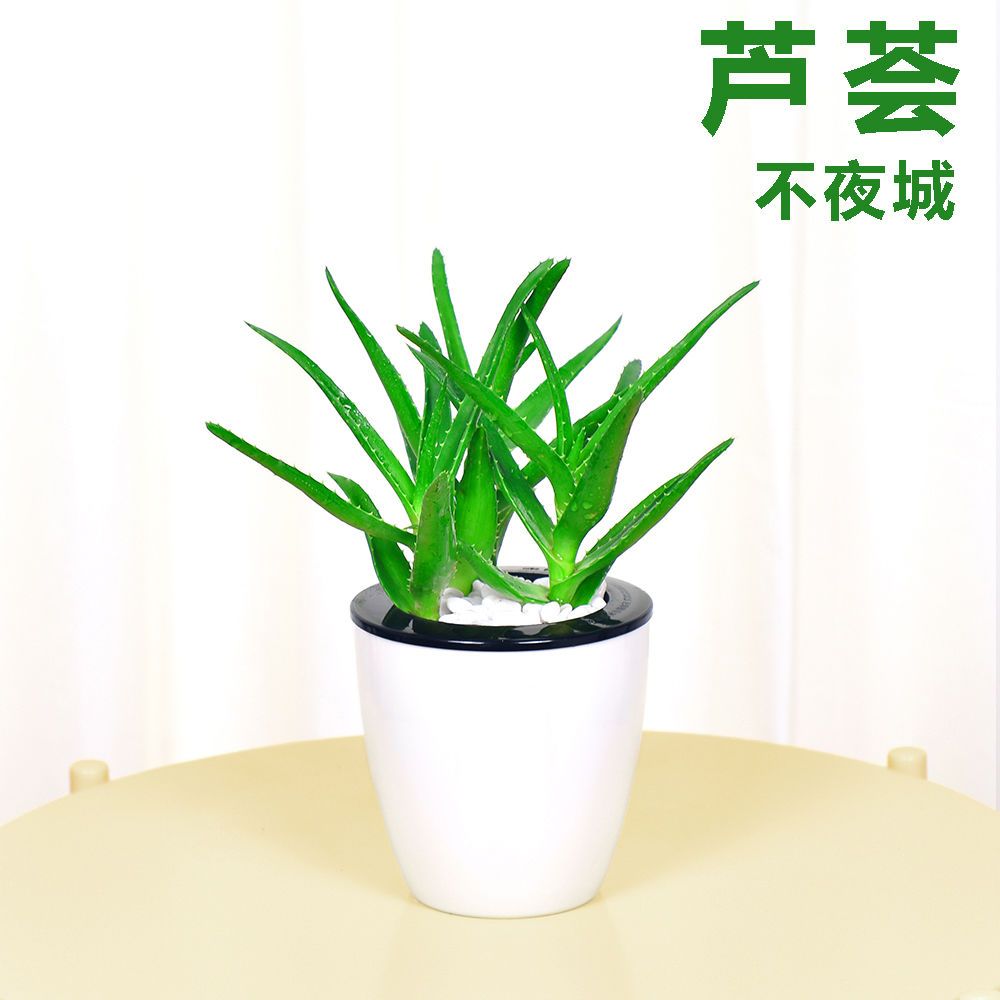 芦荟盆栽花卉盆栽易活四季懒人好养甲醛苗净化空气盆栽除甲醛植物
