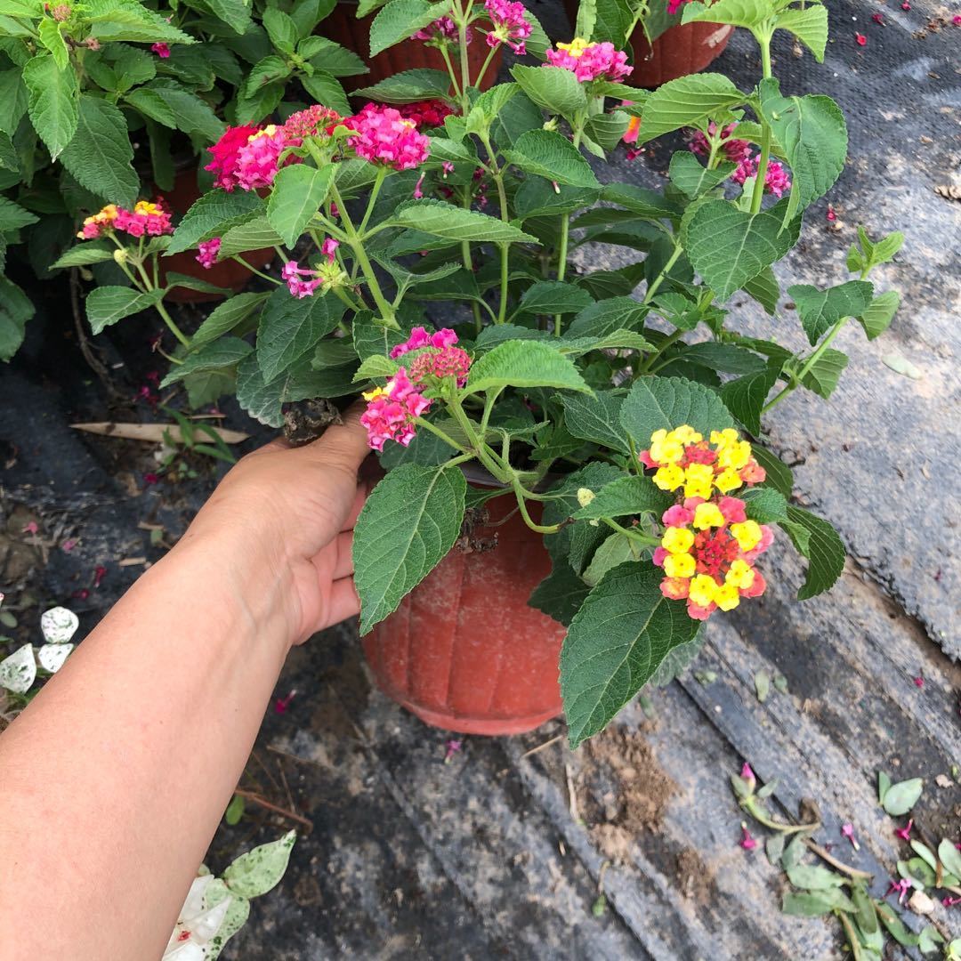 盆栽花卉四季开花好养 d14b4494-2ece-48a0-ac10-0b70550a239c.jpeg