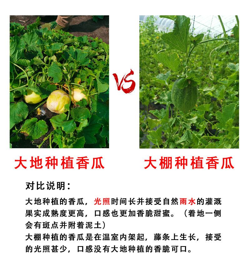 东北香瓜现摘现发新鲜脆甜多汁应季水果京蜜白糖罐