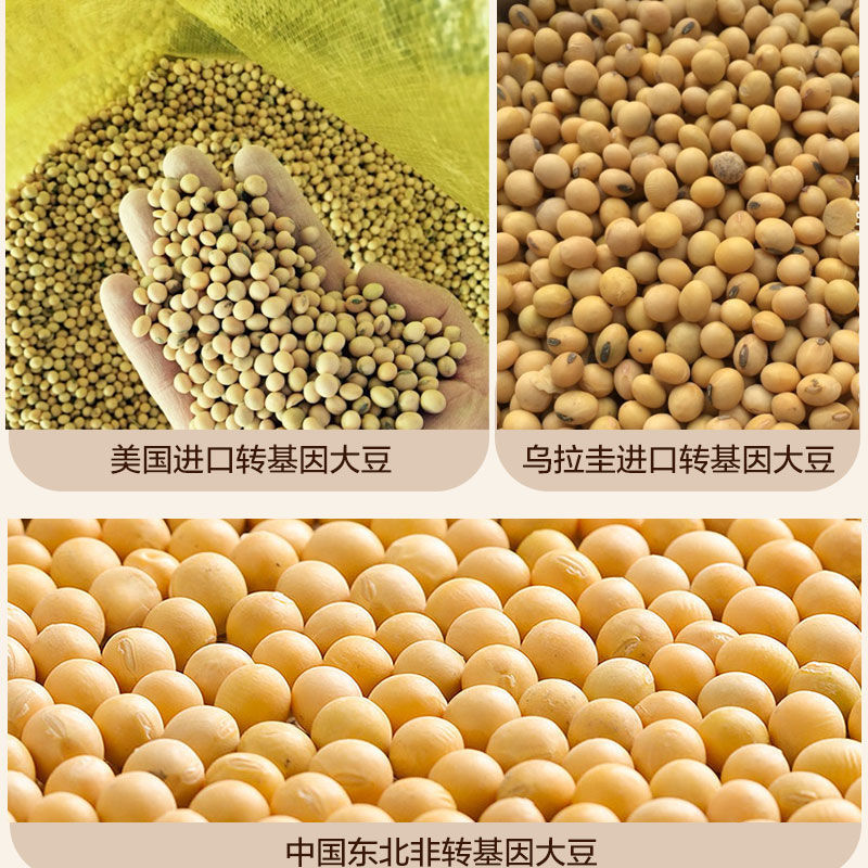  【黄豆芽豆10斤5斤3斤】非转基因大豆农家自种生豆芽打豆浆