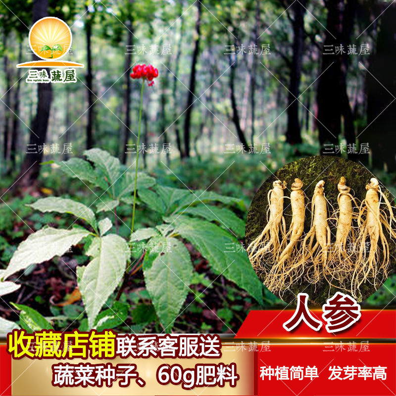 东北长白山人参种子野山参四季盆栽东北三宝黄参人参易种药材