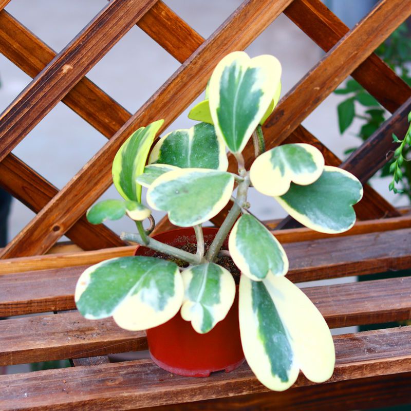 心叶球兰锦老桩多肉植物群生多头室内花卉绿植四季盆