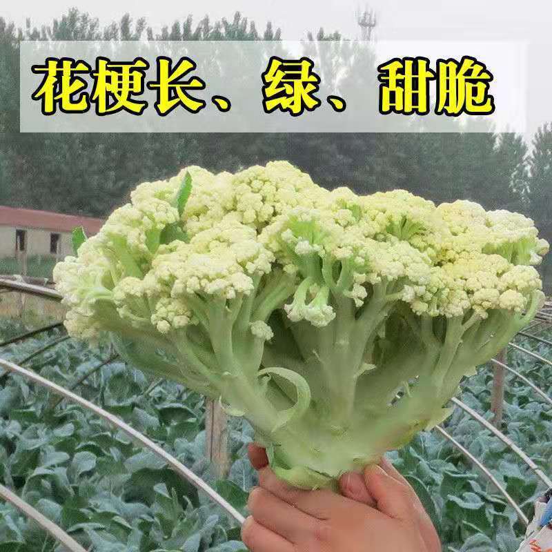 进口有机蔬菜种子春夏秋季60天松花菜种子早熟青梗散花菜种子 虎窝拼