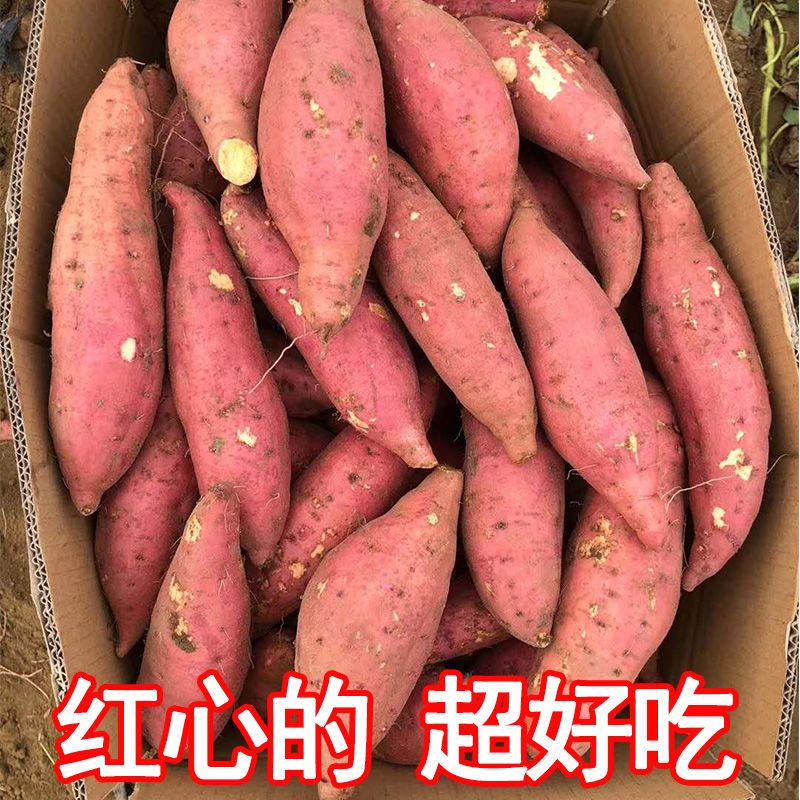 村婆婆4.5斤西瓜红蜜薯新鲜红心番薯超甜糖心为蒸烤而生农家地瓜 图片 8