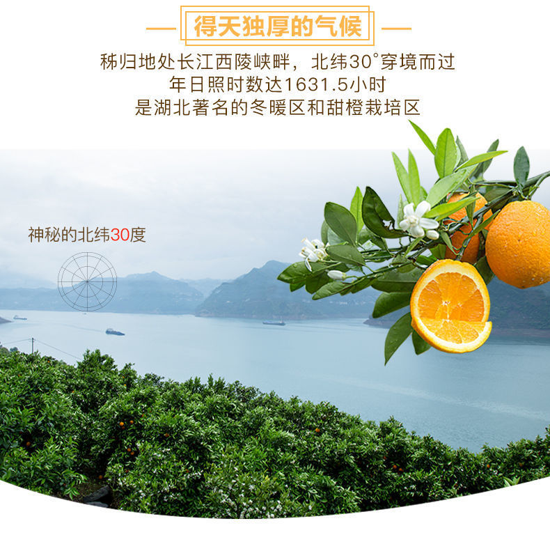 【橙中之皇】湖北宜昌伦晚脐甜春橙子新鲜应季水果礼盒装精品果
