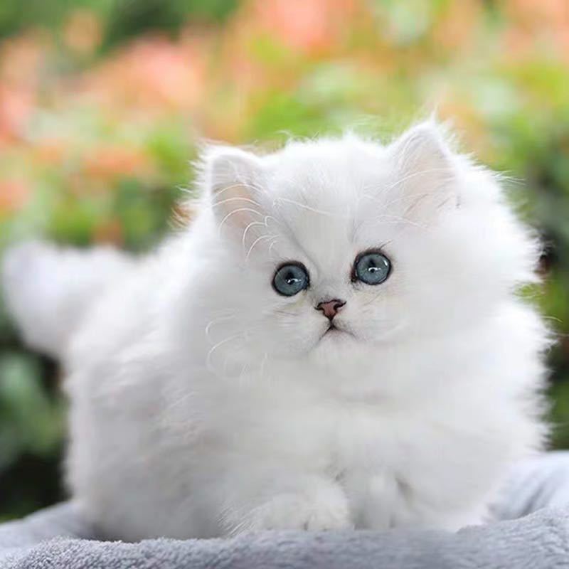 金吉拉幼猫长毛猫金吉拉宠物猫纯种绿眼安吉拉幼崽家养活体