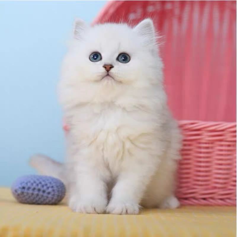 金吉拉幼猫长毛猫金吉拉宠物猫纯种绿眼安吉拉幼崽家养活体