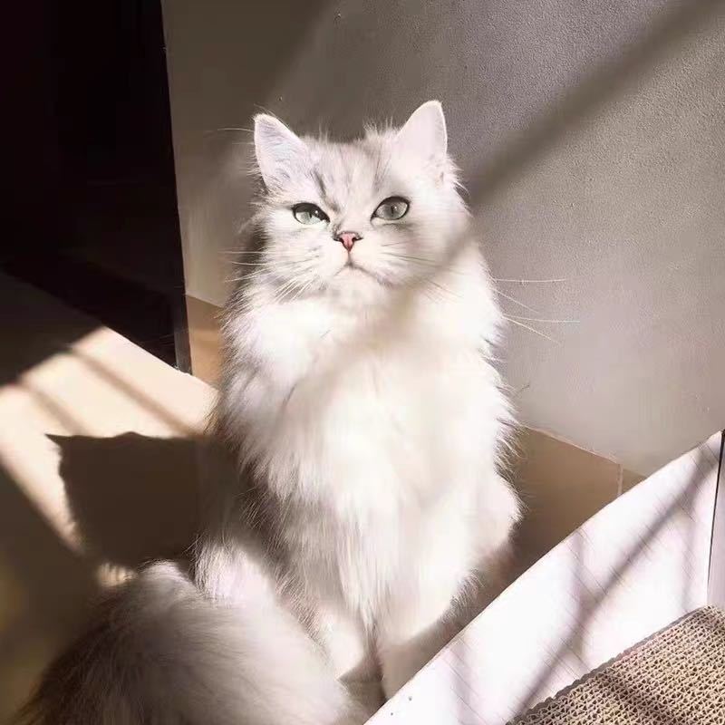 金吉拉幼猫长毛猫金吉拉宠物猫纯种绿眼安吉拉幼崽家养活体