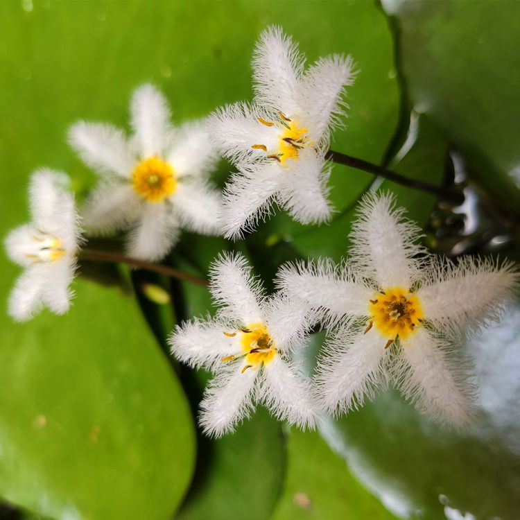 一叶莲碗莲水培植物观叶观花水生植物盆栽开花心形莲花水生好养 虎窝拼