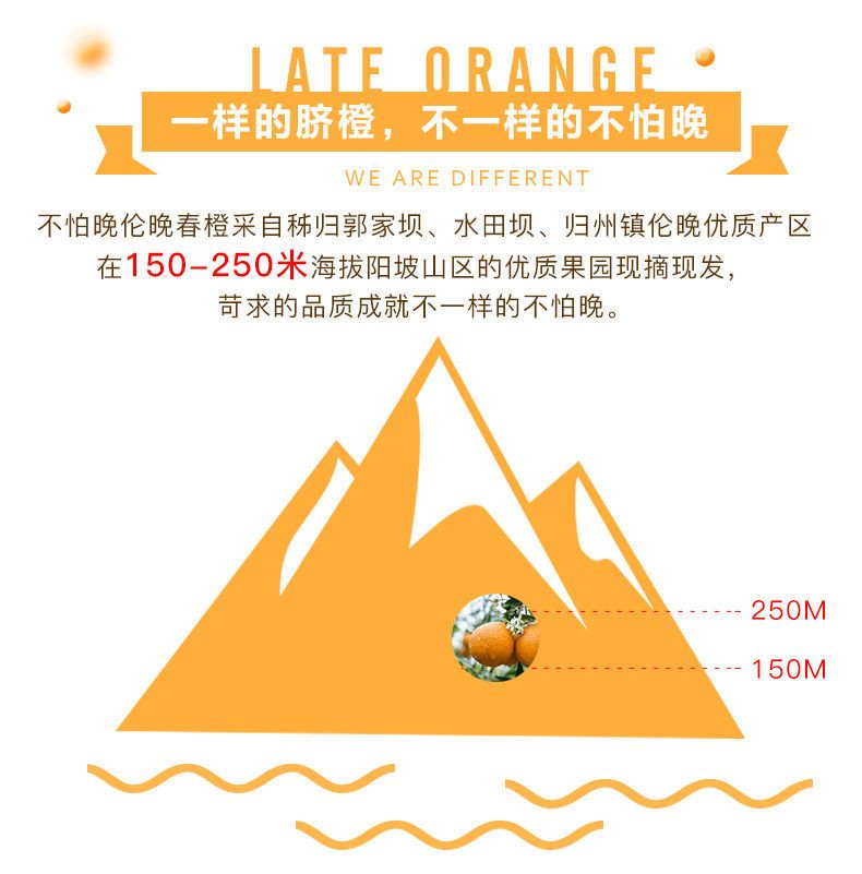 【橙中之皇】湖北宜昌伦晚脐甜春橙子新鲜应季水果礼盒装精品果