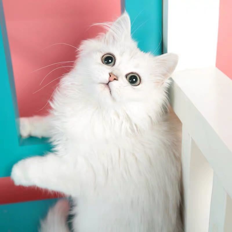 金吉拉幼猫长毛猫金吉拉宠物猫纯种绿眼安吉拉幼崽家养活体