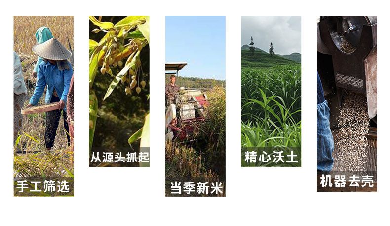 新鲜贵州小薏米薏米仁薏仁米苡仁五谷杂粮粗粮油500g