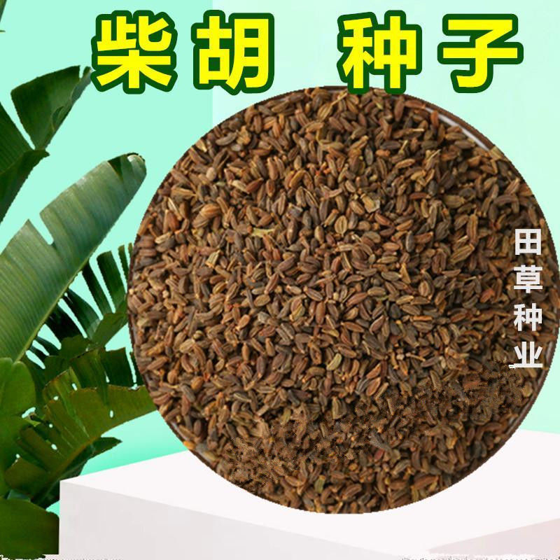 新红柴胡种子柴胡种子北柴胡种子甘肃柴胡种子狭叶柴胡包邮