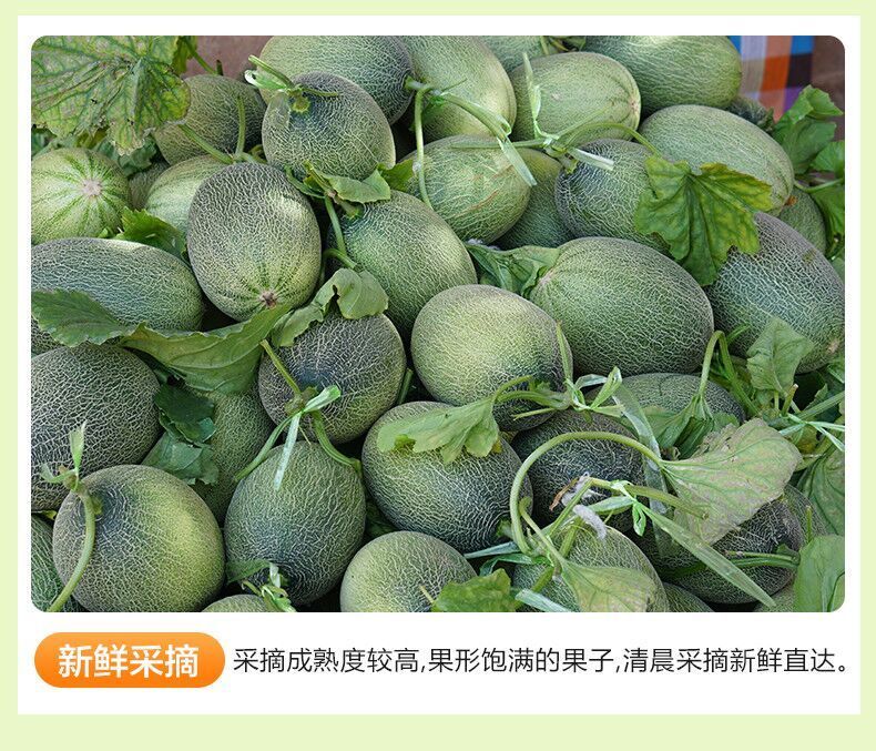 新疆哈密瓜当季新鲜水果批发西州蜜瓜甜瓜网纹瓜一箱多规格