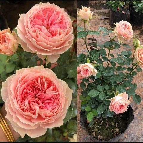 绒球门廊月季花苗绿植室内庭院阳台盆栽大花浓香月季多季开花