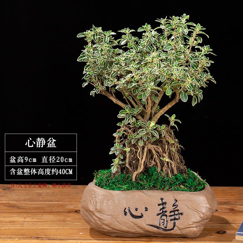 开花小盆栽树桩造型金边提根六月雪盆景悬崖微型办公桌面室内香白 虎窝拼