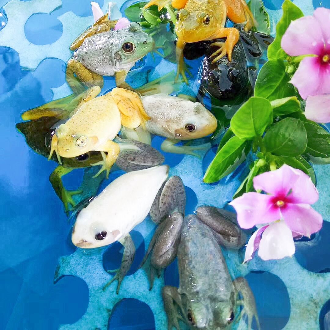 美国牛蛙变异白化魔眼美牛纯色小金娃白蛙活体爬宠两栖观赏宠物 9月6日发完 虎窝拼