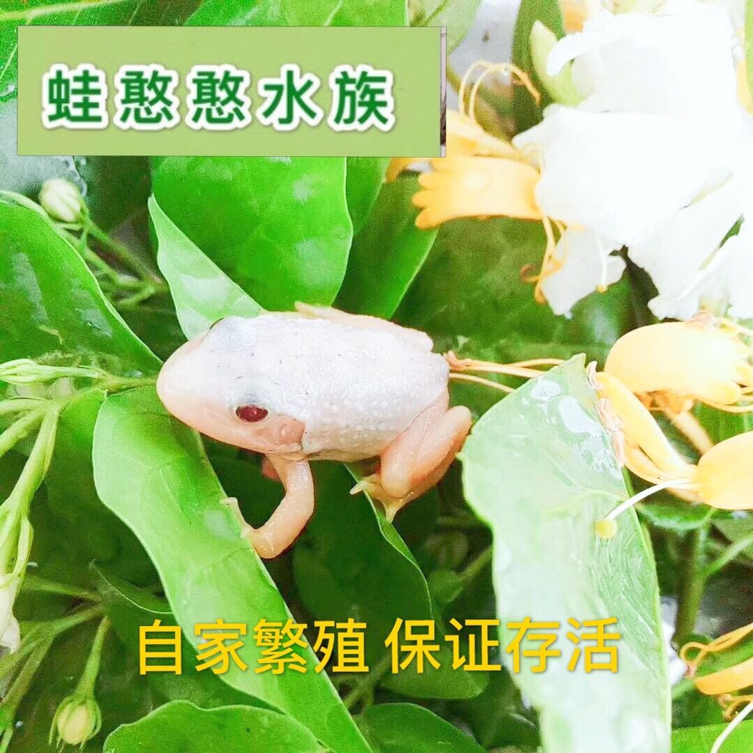 美国牛蛙变异白化魔眼美牛纯色小金娃白蛙活体爬宠两栖观赏宠物 9月6日发完 虎窝拼