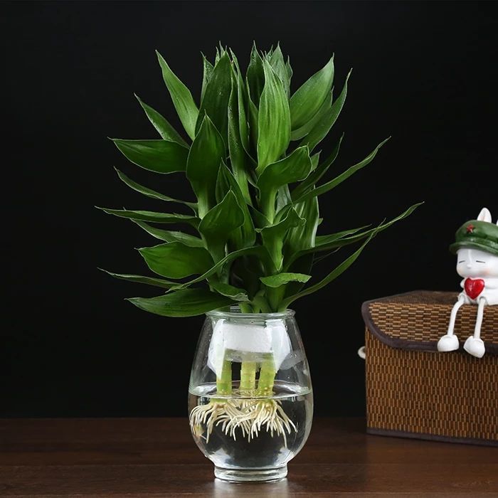 室内绿植推荐客厅水养 af800b87-4301-4e1b-813b-1d9b1d208241.jpeg