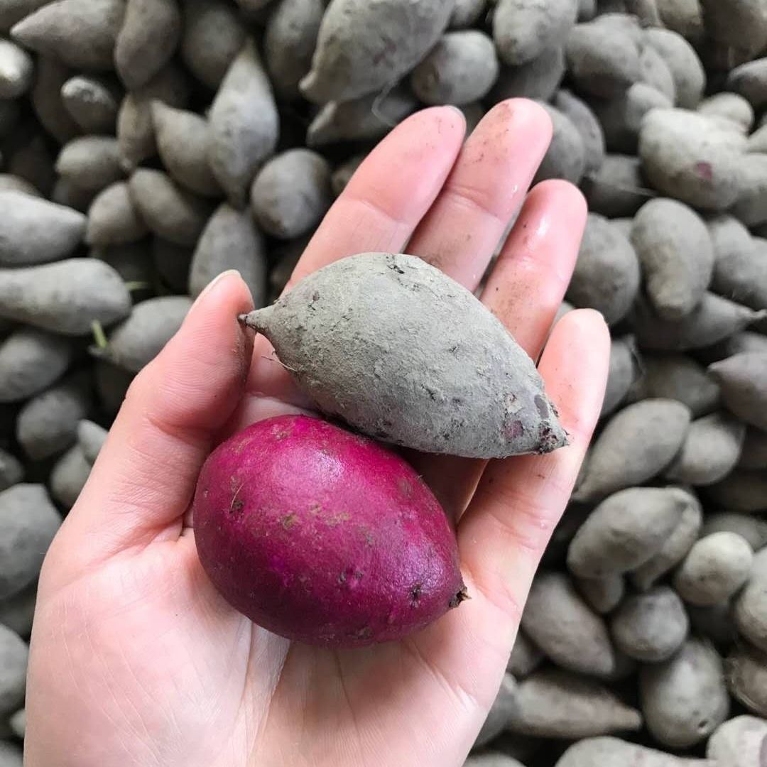 正宗越南珍珠小紫薯新鲜现挖红紫皮番薯地瓜婴儿孕妇红薯批发包邮