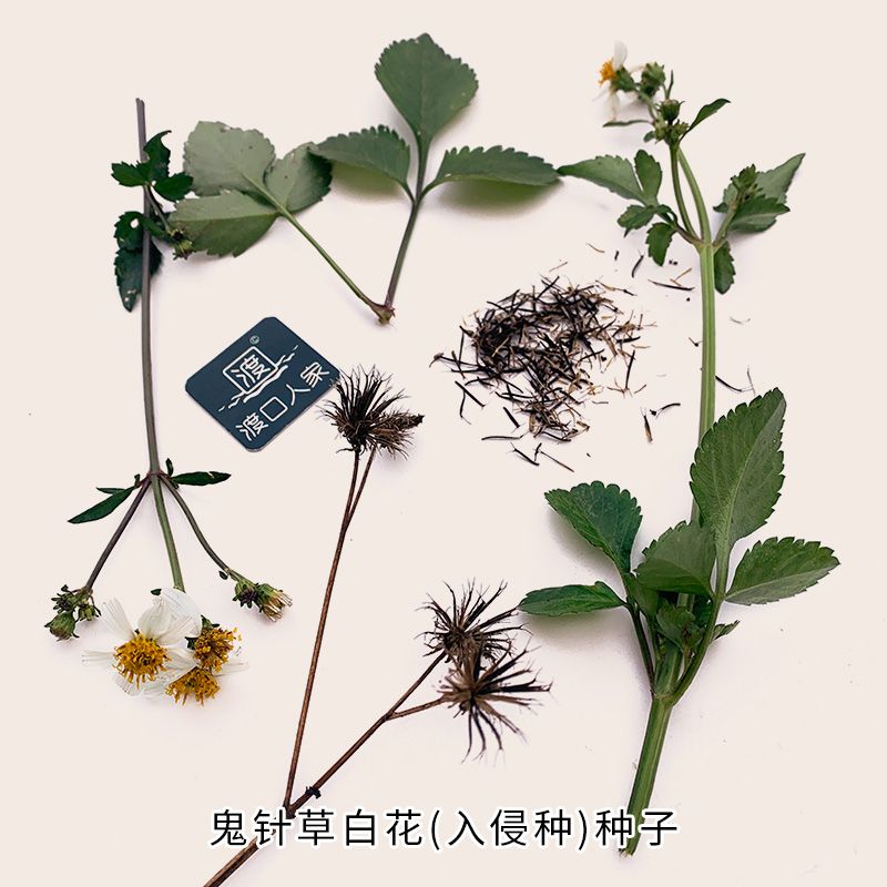 菊科植物艾纳香假臭草紫菀墨旱莲多须公杂草籽加拿大一枝黄花种子