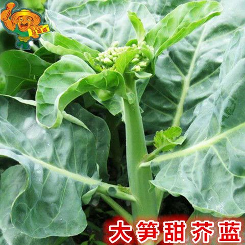 大笋甜芥蓝种子 四季粗条香脆大芯芥兰蔬菜种子阳台盆栽庭院易播