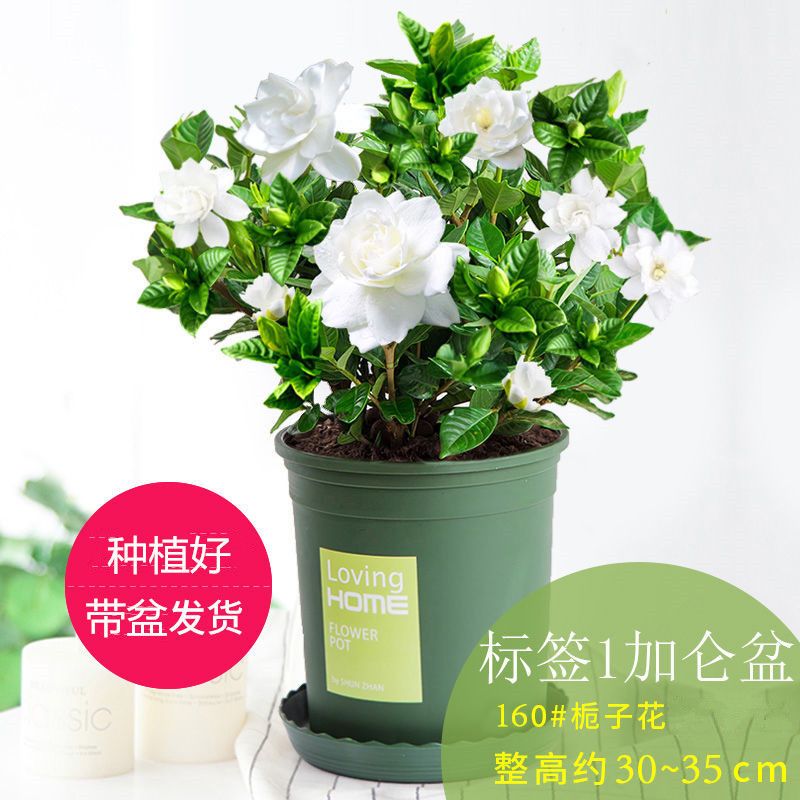 7839b6ea-1c35-48aa-934f-62436ab94fde.jpeg
