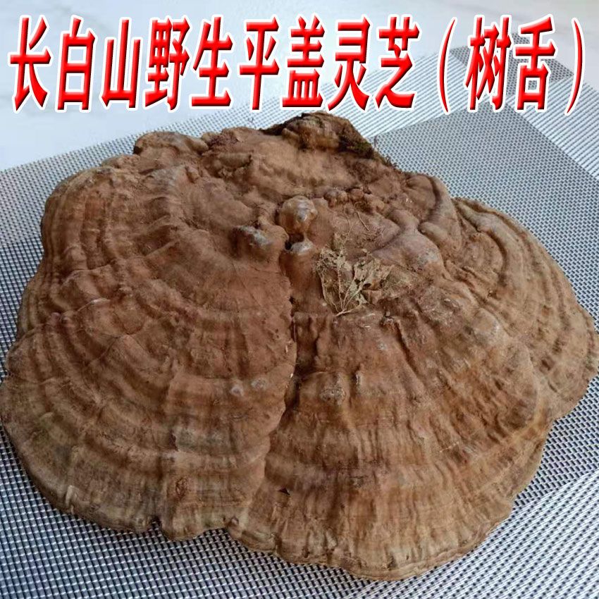 长白山野生平盖灵芝 树舌灵芝青芝遍木灵芝 长白山纯野生树舌灵芝