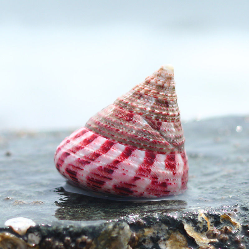红塔螺猫眼蝾螺白绿塔螺天然贝壳海螺鱼缸造景卷贝鱼寄居蟹用壳