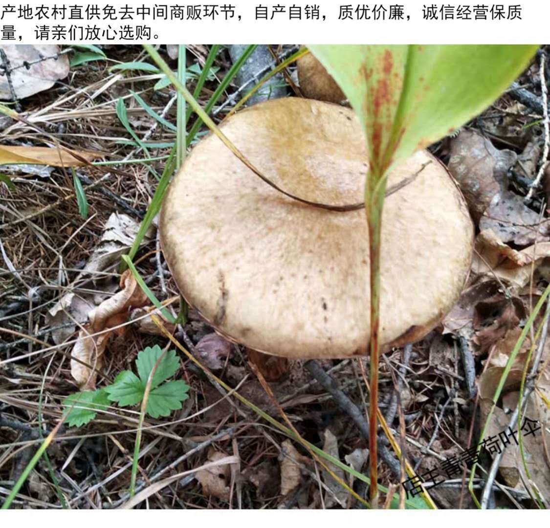 松树蘑菇_松树蘑菇图片_微信公众号文章