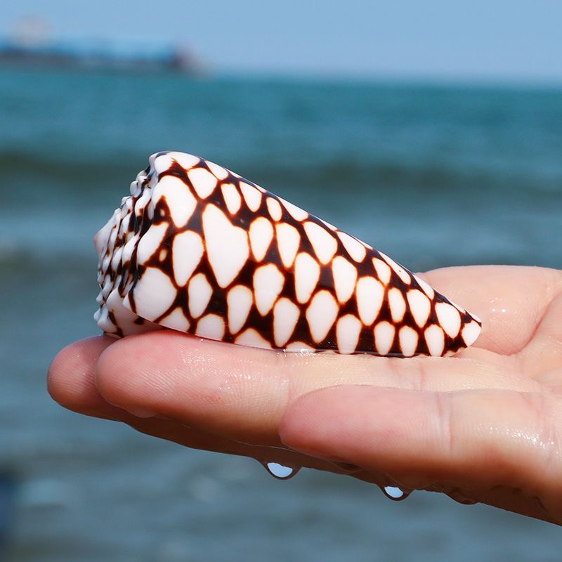 天然海螺贝壳高贵芋螺寄居蟹卷贝鱼缸造景水族箱装饰品标本拍摄