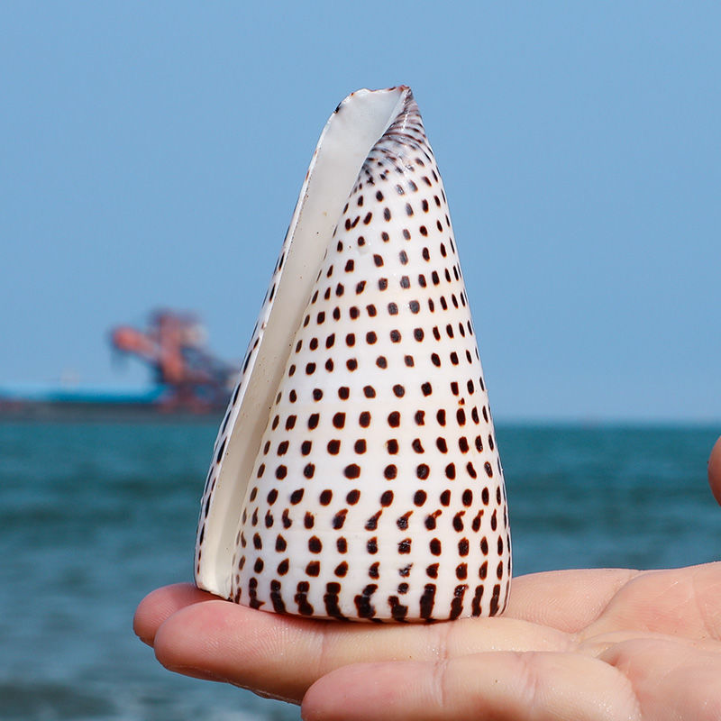 天然海螺贝壳高贵芋螺寄居蟹卷贝鱼缸造景水族箱装饰品标本拍摄