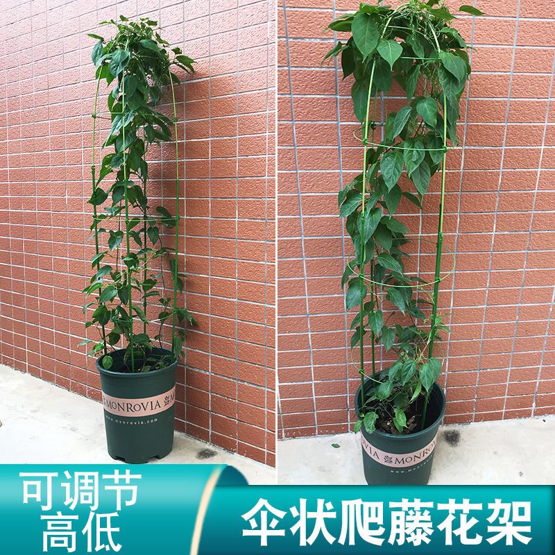 盆栽花架伸缩花支架铁线莲藤月季花架可调节花架爬藤支撑架 虎窝拼