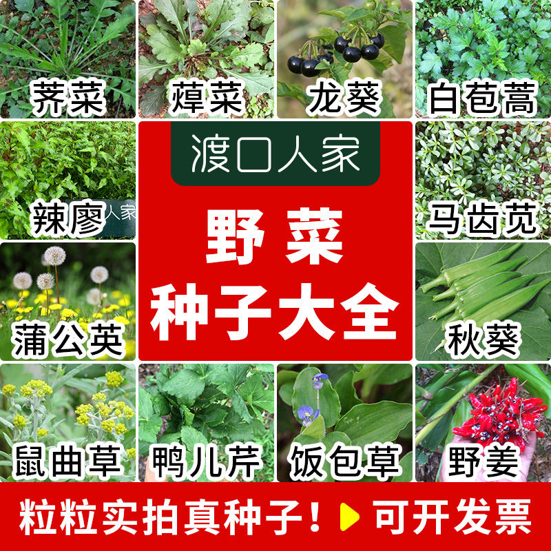 20种野菜种子荠菜蒲公英饭包草鸭儿芹塘葛菜蔊菜白苞蒿鼠曲草种子【2