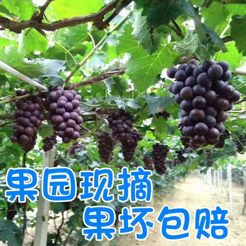 54210-夏黑无籽葡萄新鲜水果当季脆甜低糖黑加仑孕妇儿童黑提子整箱批发-详情图