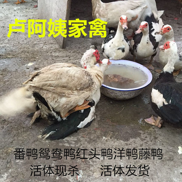鸭子活番鸭鸳鸯鸭红头鸭黑番鸭西洋鸭藤鸭飞鸭木头鸭呆鸭洋鸭现杀