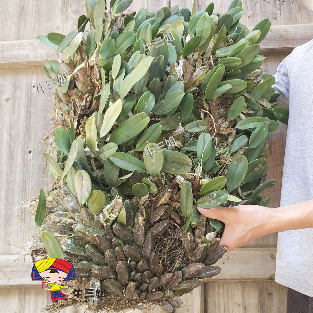 龟背石斛观赏用石斛苗包邮1斤绿植花卉石斛大龟背石斛500g包邮【3月8
