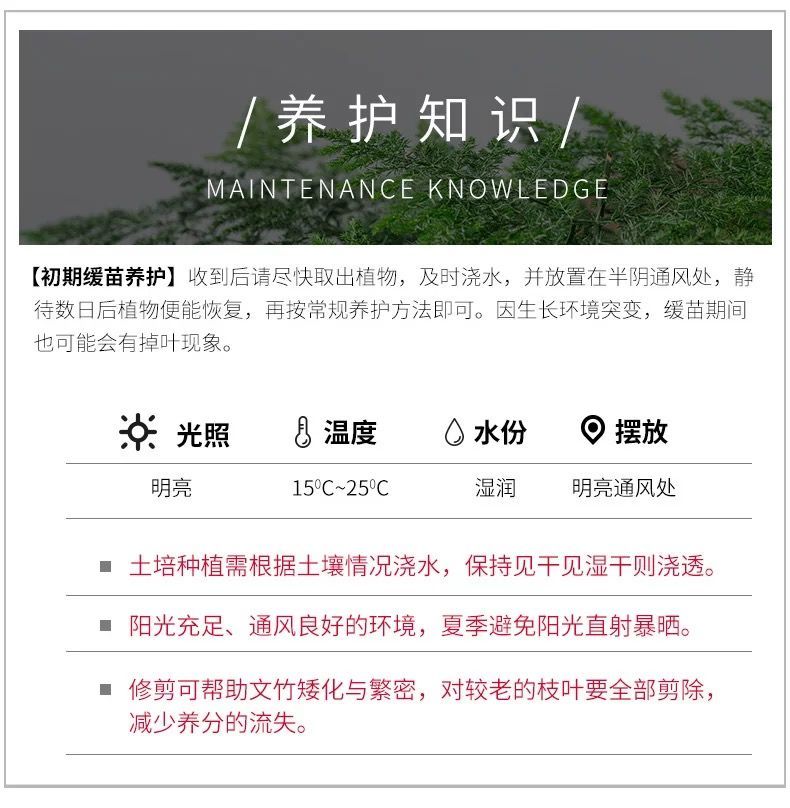 发财树怎样养才好活 cef8bdbb-04ae-4e49-99a3-ca8b32cce43c.jpeg