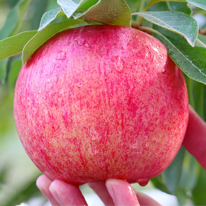 山东烟台栖霞红富士苹果当季新鲜水果一级条纹大果脆甜多汁不打蜡