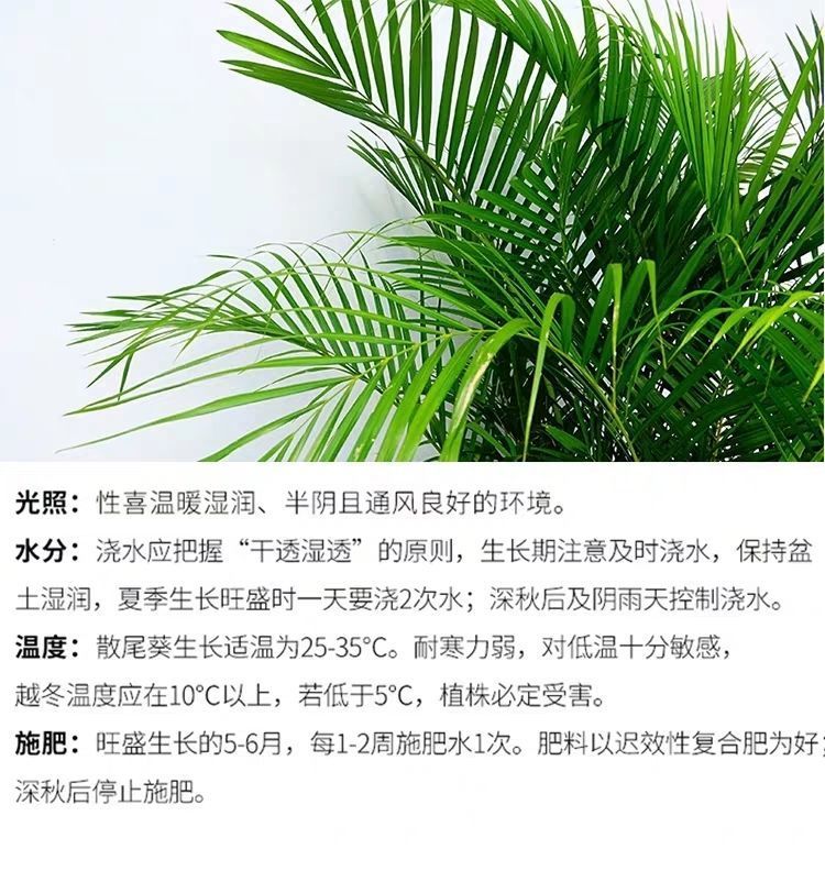 网红大型散尾葵凤尾竹盆栽室内客厅花卉植物盆景净化空气吸甲醛