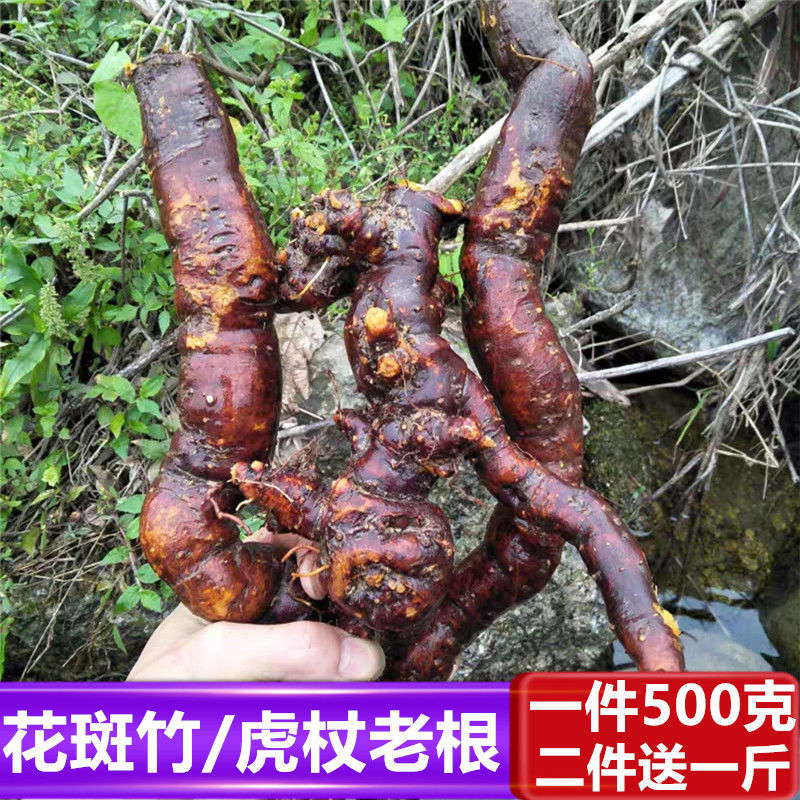 新鲜现挖虎杖野生虎杖 土大黄 虎杖虎杖根非虎杖粉 包邮