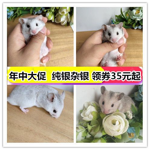 金丝熊仓鼠活物纯银杂银熊家养活体宝宝自家繁殖一只包邮包活到家