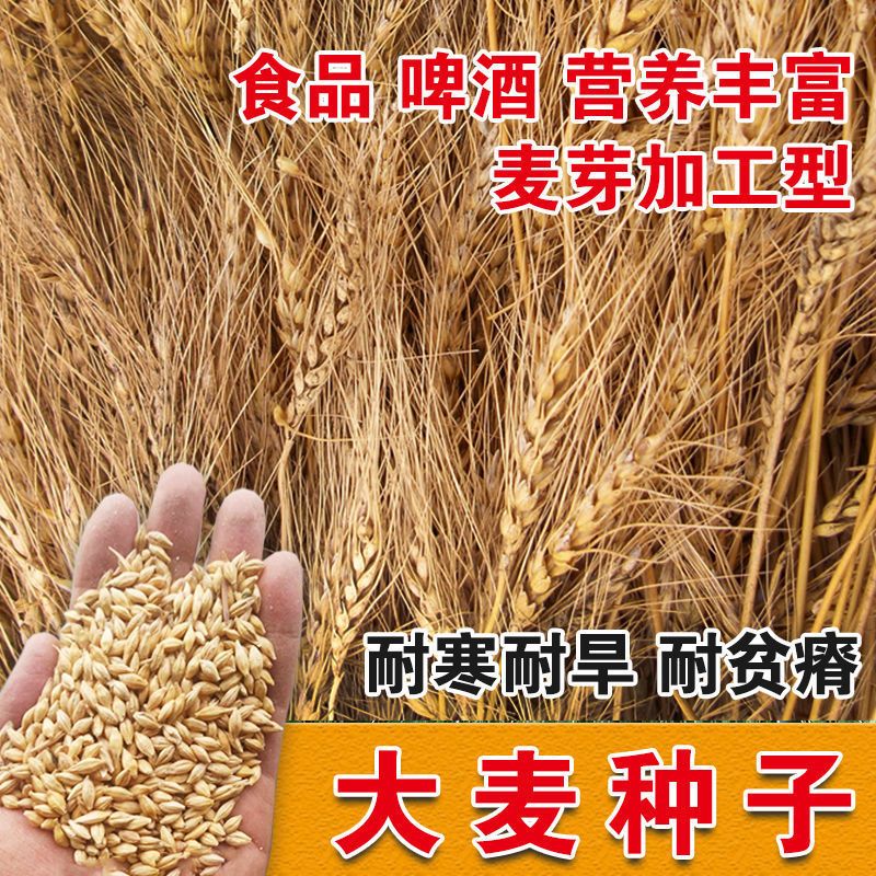 大麦种子优质芽菜苗可榨汁超高产量燕麦种子麦芽糖酿酒粮食种籽孑