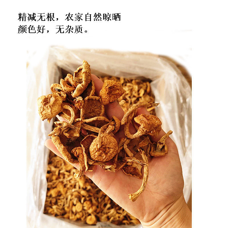 2021年头茬新货滑子菇干货黑龙江省大兴安岭特产滑子蘑小黄蘑包邮
