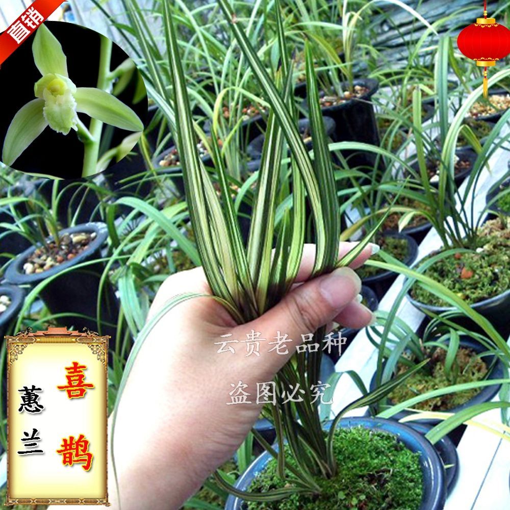 兰花 蕙兰艺草 喜鹊老种浓香 盆栽 室内 阳台 花卉 办公室绿植