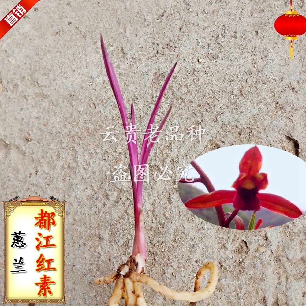 兰花 蕙兰艺草 都江红素 红花 盆栽 室内 阳台 花卉 办公室绿植