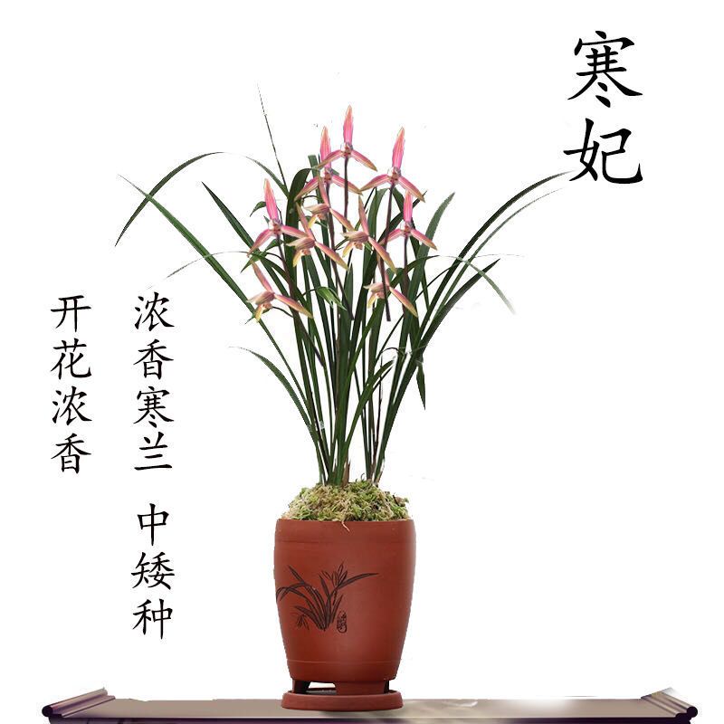 细叶寒兰国画之美兰花苗寒妃开花浓香冬季带花苞室内花卉绿植盆栽
