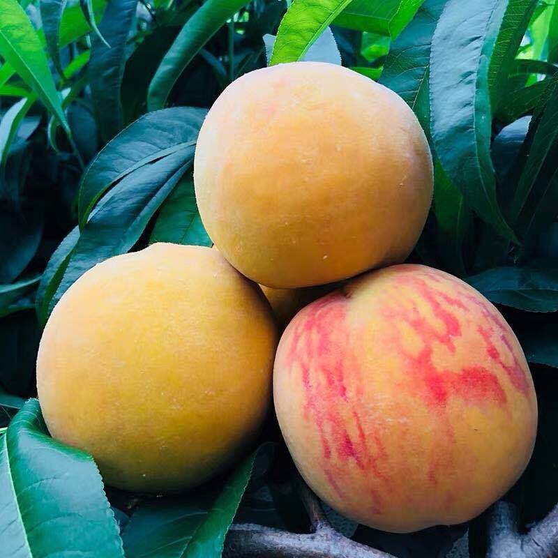 安徽砀山黄桃水果新鲜当季整箱5斤现摘现发大桃子酸甜应季水果